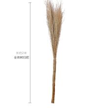 白云 总长约2米 铁树扫把（单位：把）